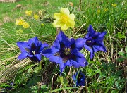18 Gentiana acaulis (Genziana di Koch)